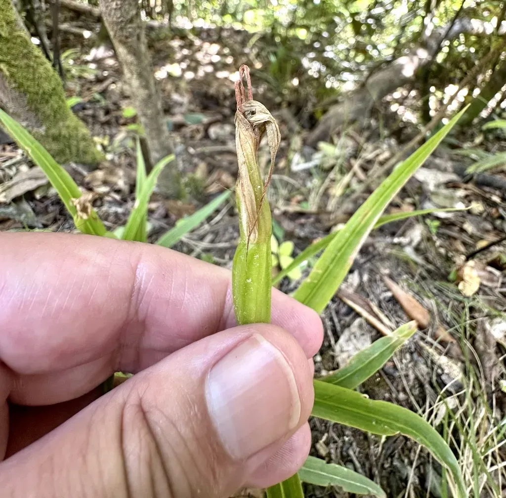 Pterostylis Cardiostigma