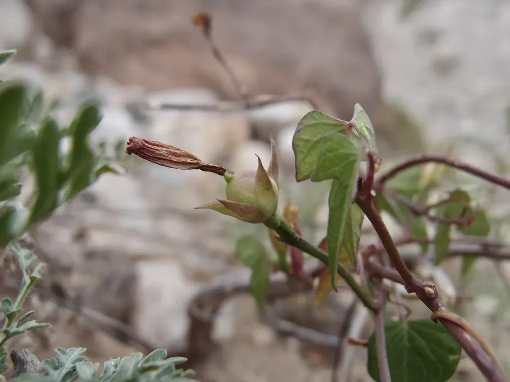 Whitestar Morning-glory