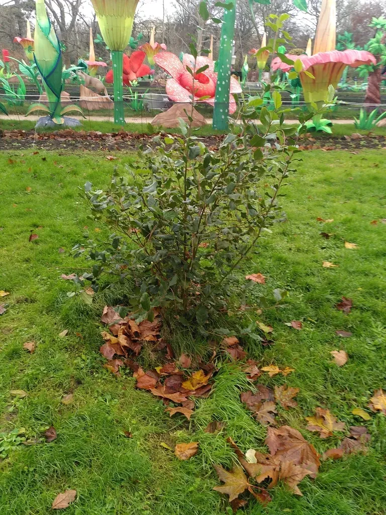 Holly-leaved Sweetspire