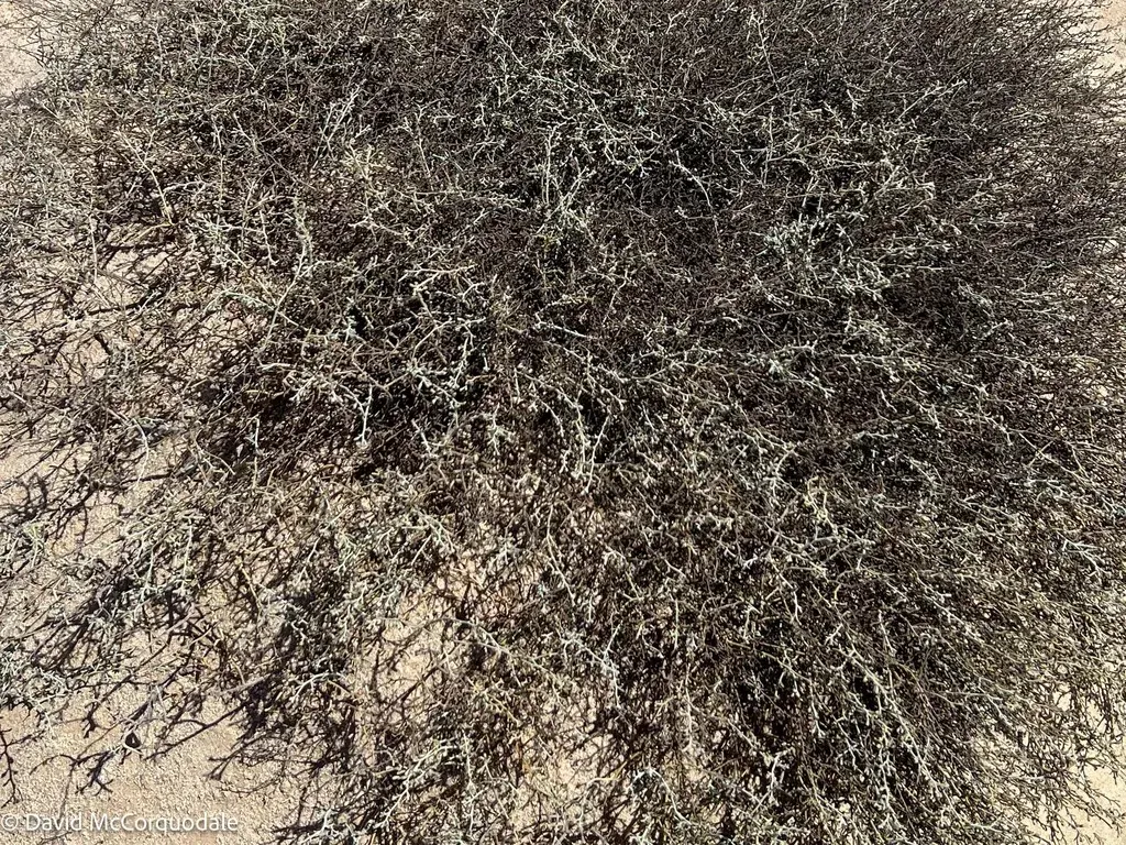 Jamesbrittenia Barbata