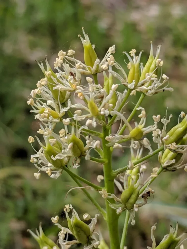 Nuttall's Death Camas