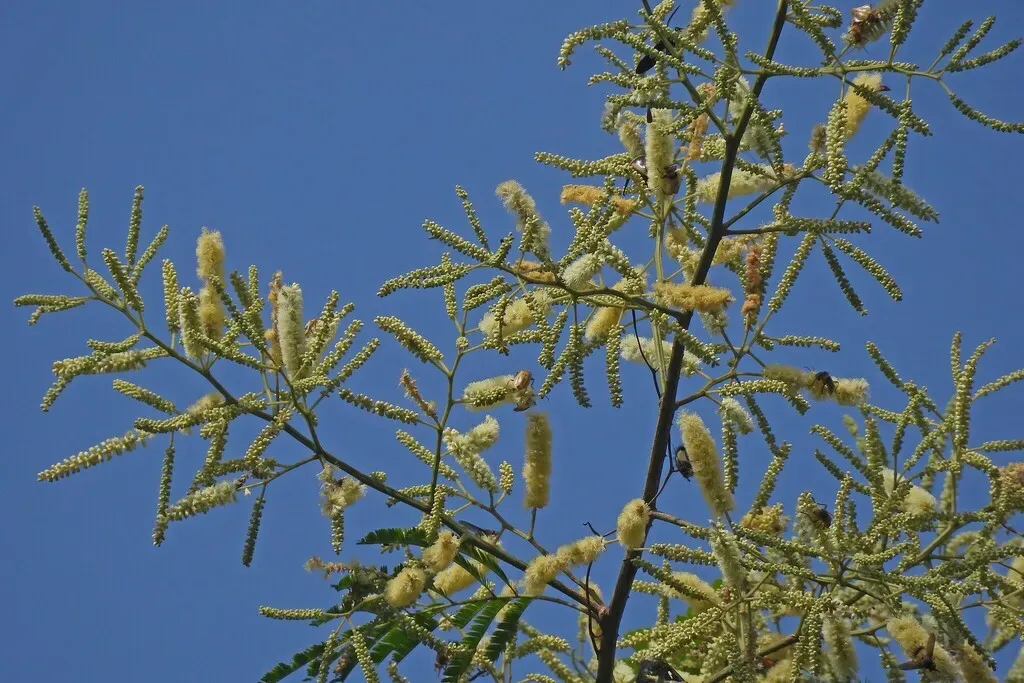 Senegalia Velutina