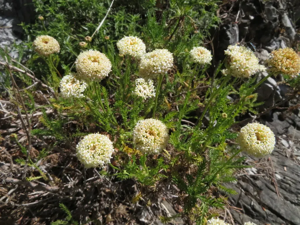 Apuan Mountain Lavender-cotton