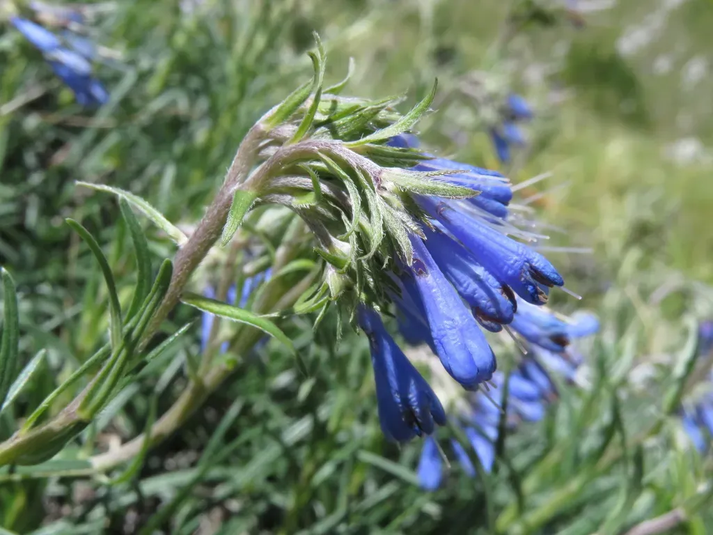 Moltkia Suffruticosa