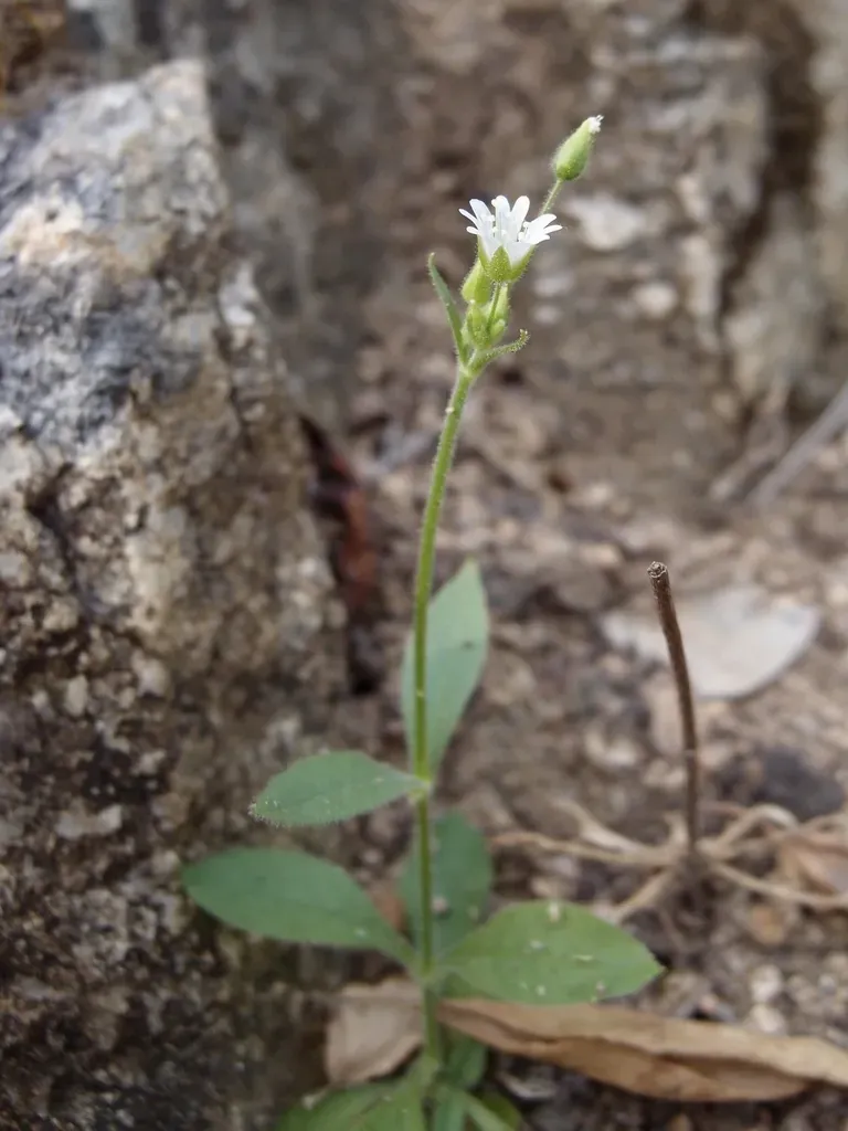 Texas Chickweed