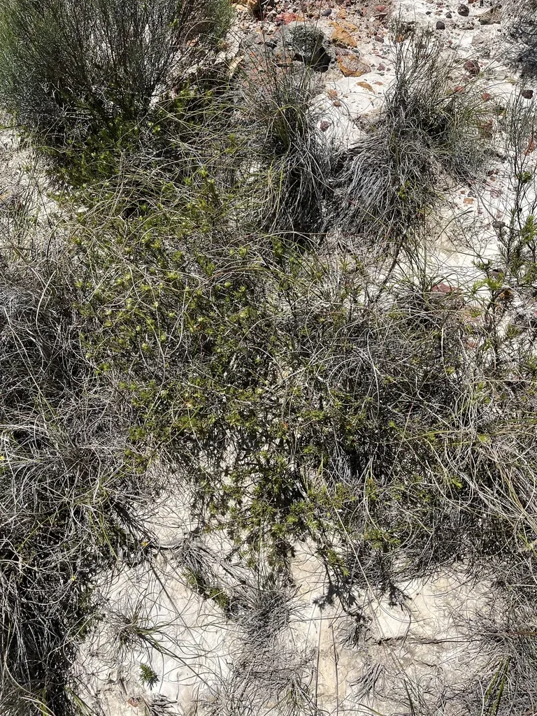 Euchaetis Longicornis