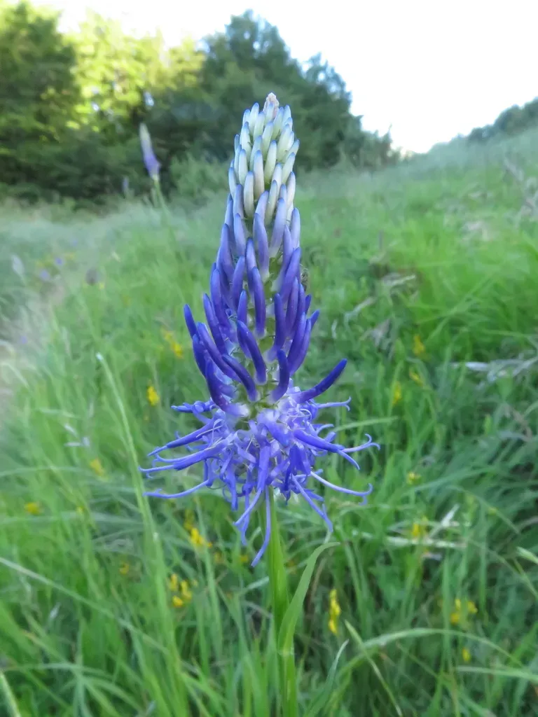 Scorzonera-leaved Rampion