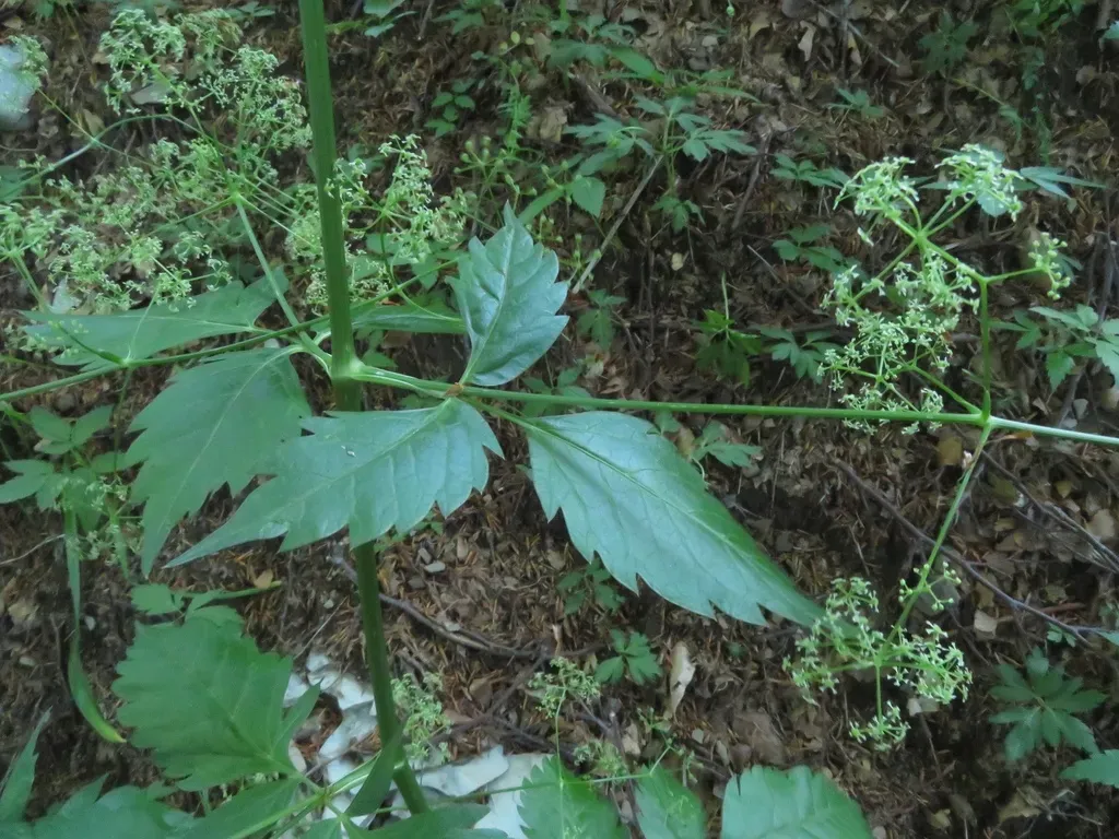 Trochiscanthes Nodiflorus