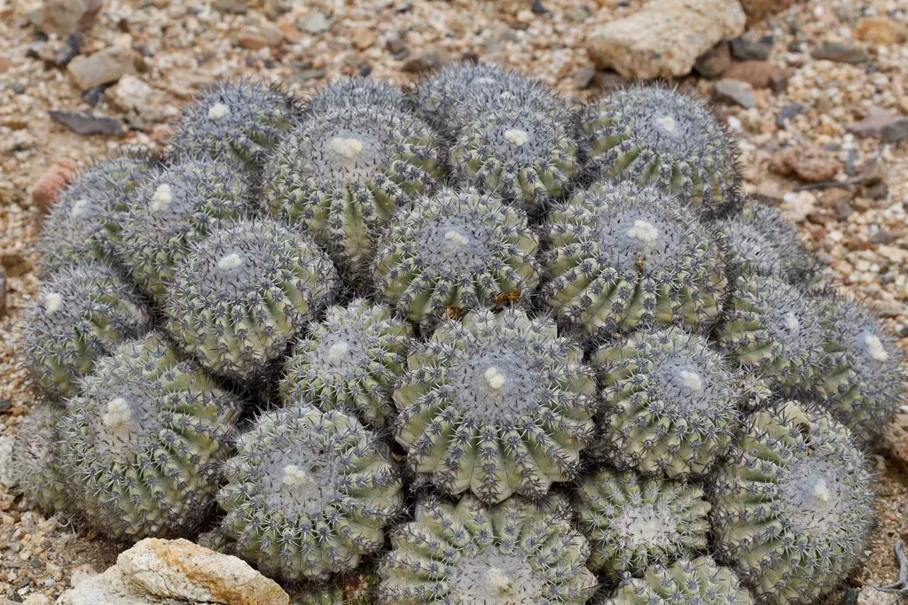 Copiapoa Cinerascens