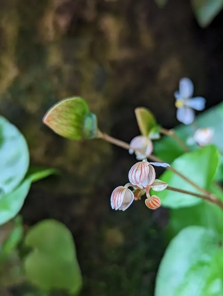 Begonia Phoeniogramma