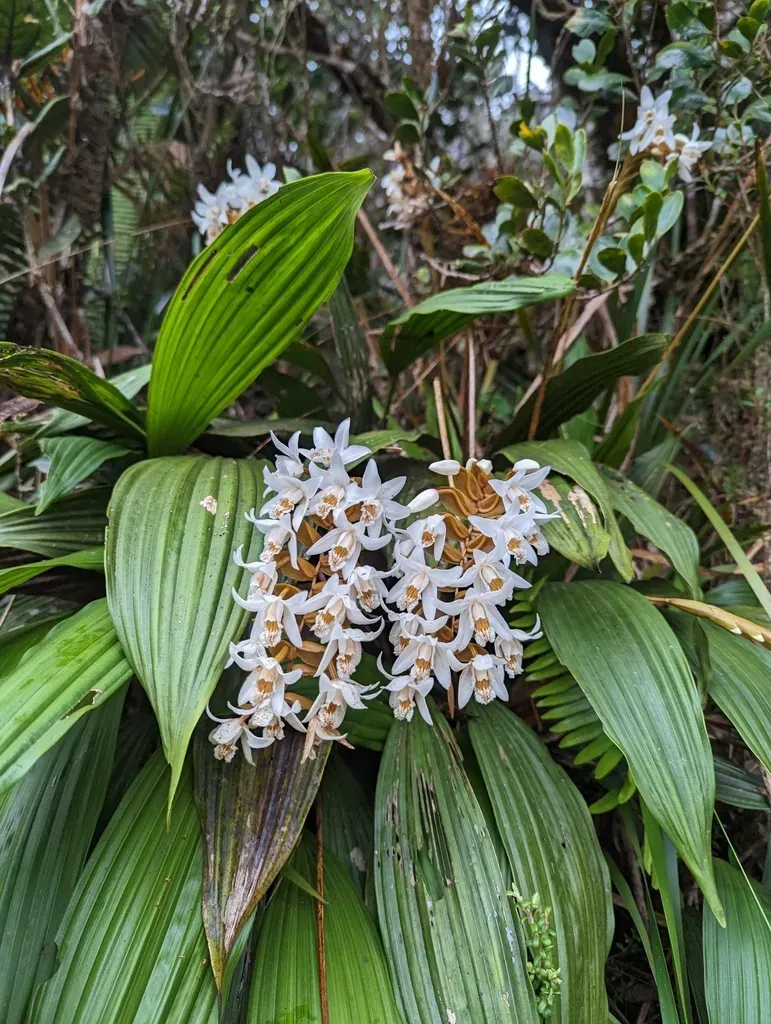 Coelogyne Papillosa