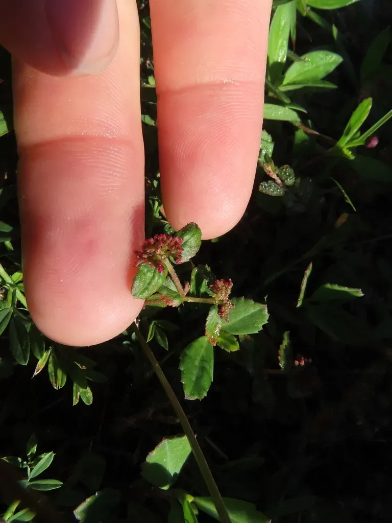 Florida Hammock Sandmat