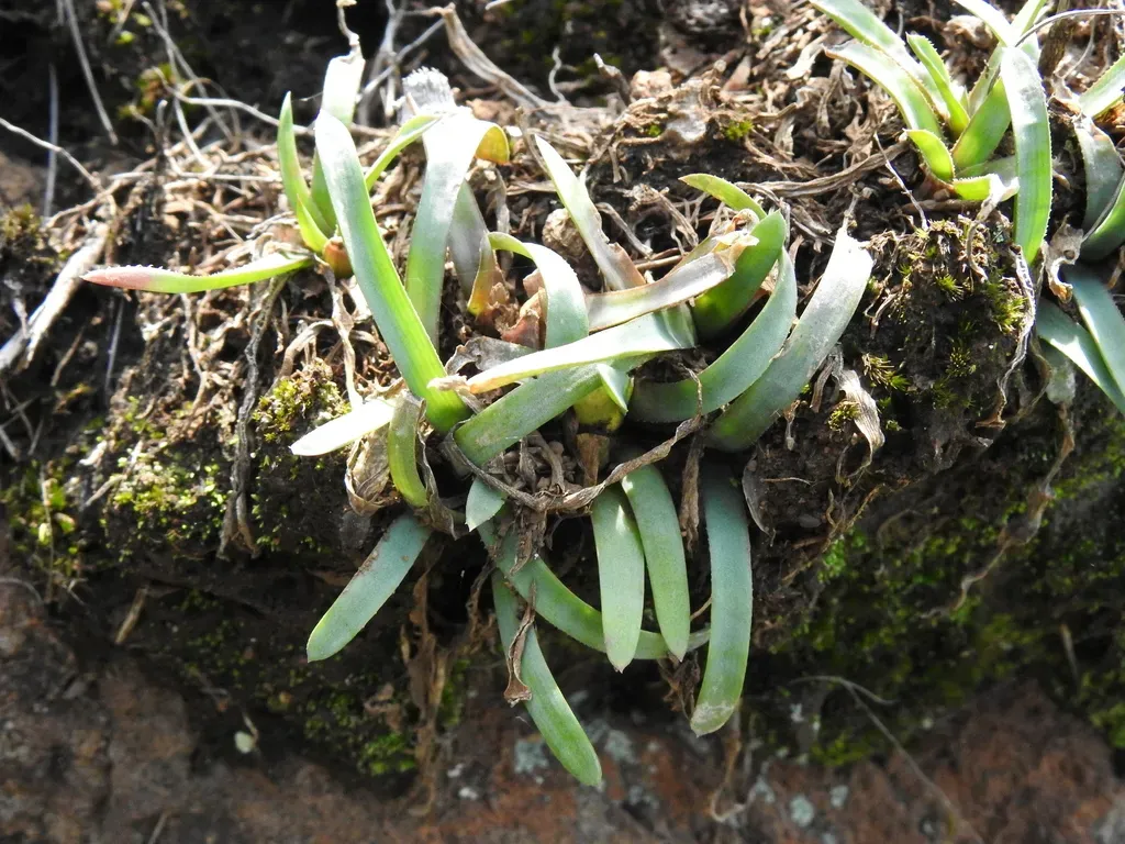 White Grass Aloe