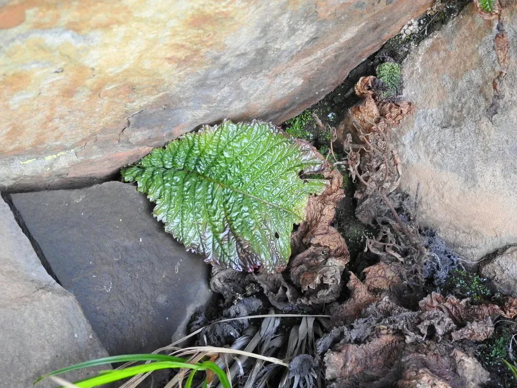 Streptocarpus Denticulatus