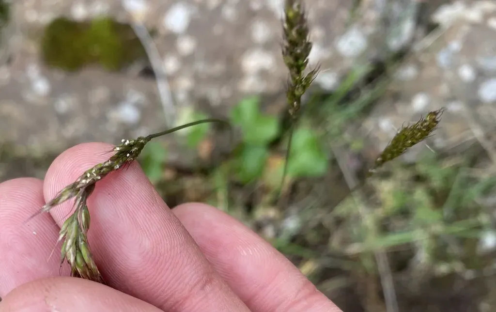 Koeleria Subalpestris