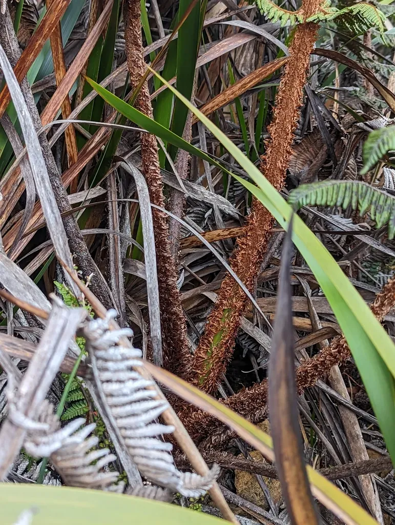 Alsophila Havilandii