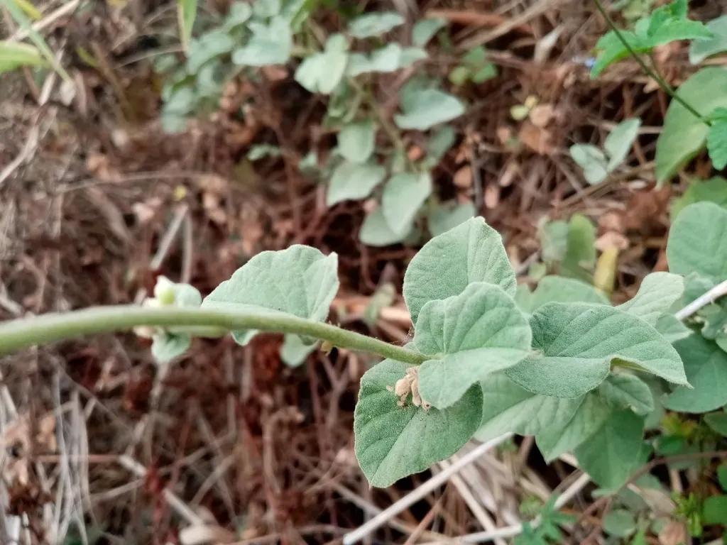 Jacquemontia Corymbulosa