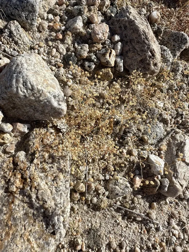 Threadstem Carpetweed