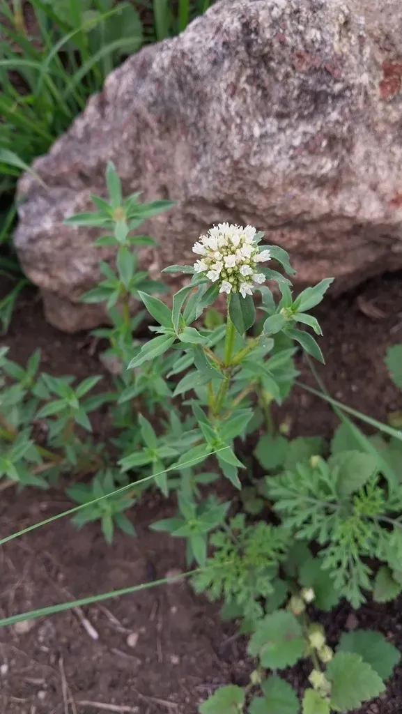 Spermacoce Densiflora