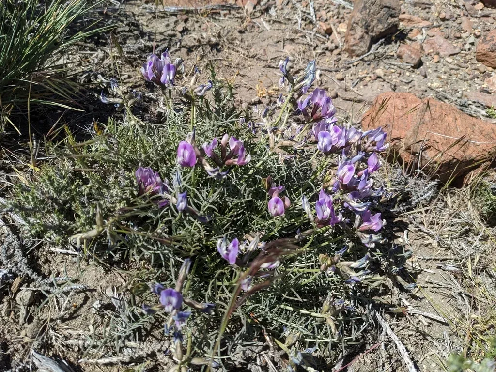 Astragalus Cruckshanksii