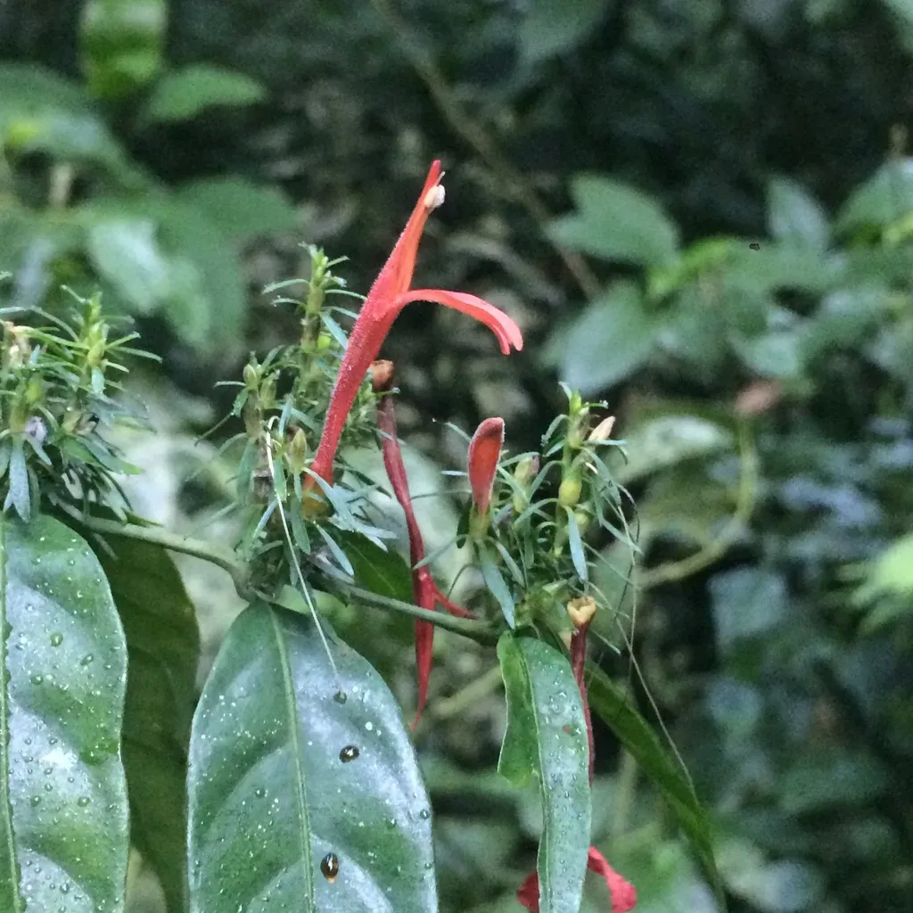 Brazilian Shrimp Plant