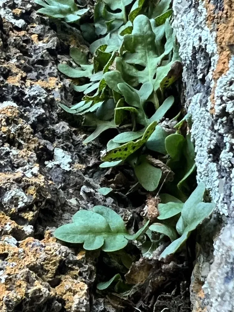 Pleopeltis Riograndensis