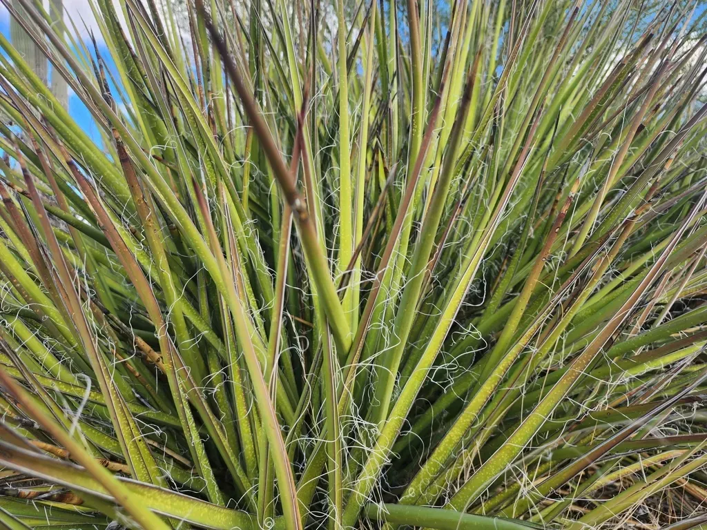 New Mexico False Yucca