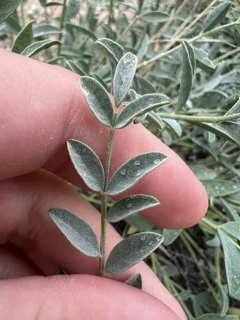 Gypsum Milkvetch
