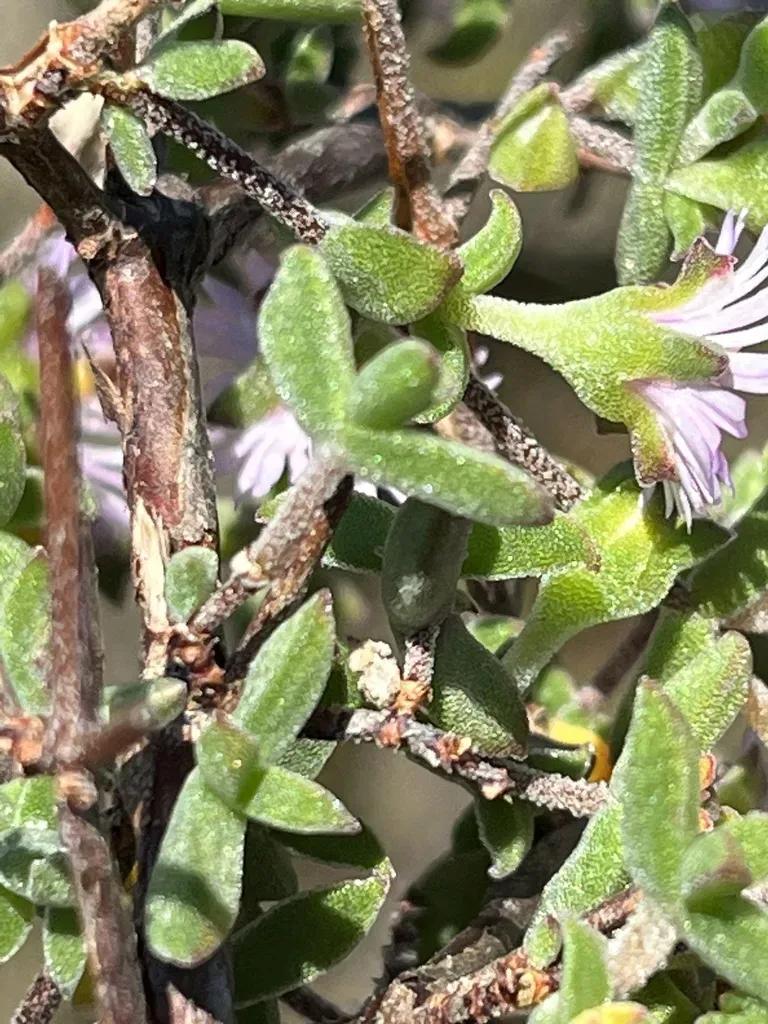 Drosanthemum Acutifolium