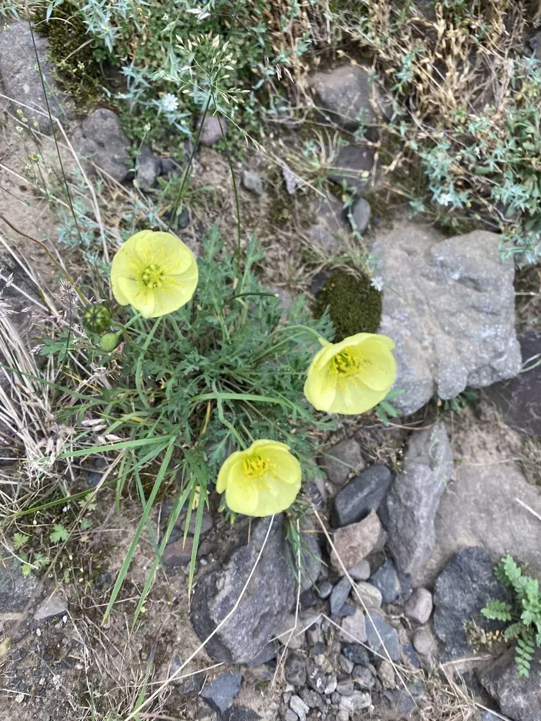 Papaver Angustifolium