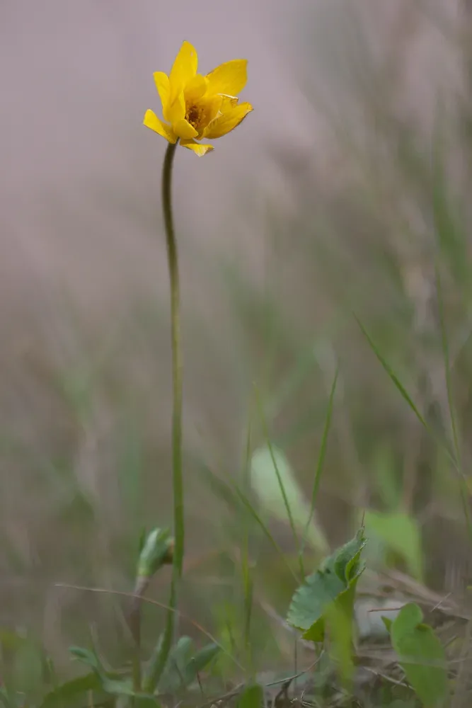 Yellow Anemone