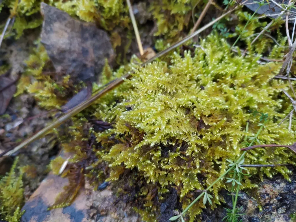 Comb-moss