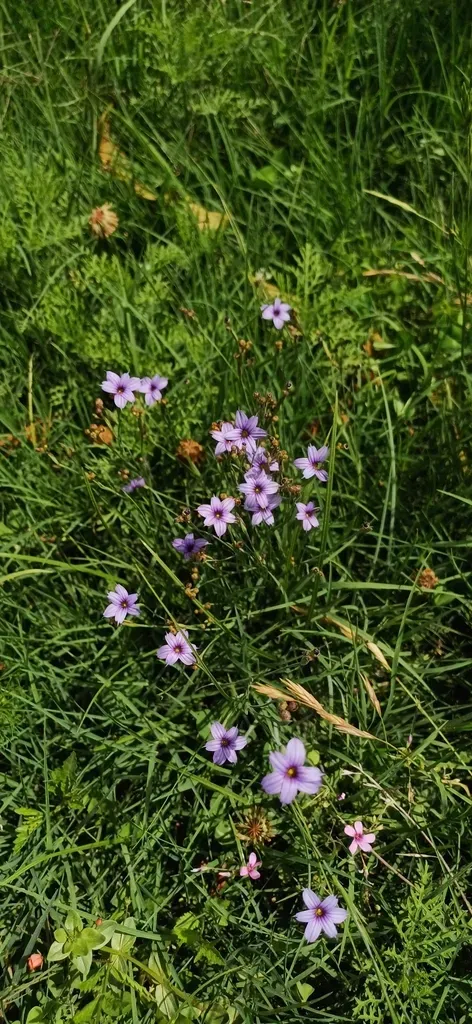 Sisyrinchium Platense
