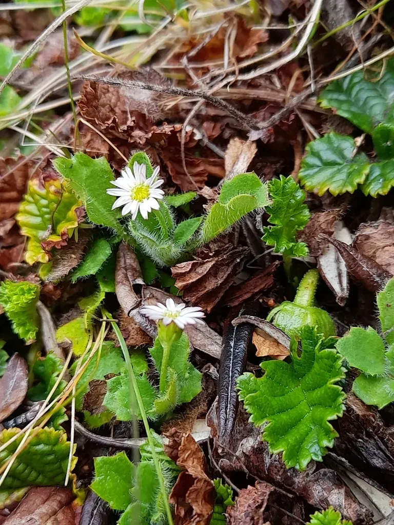 Dwarf Daisy
