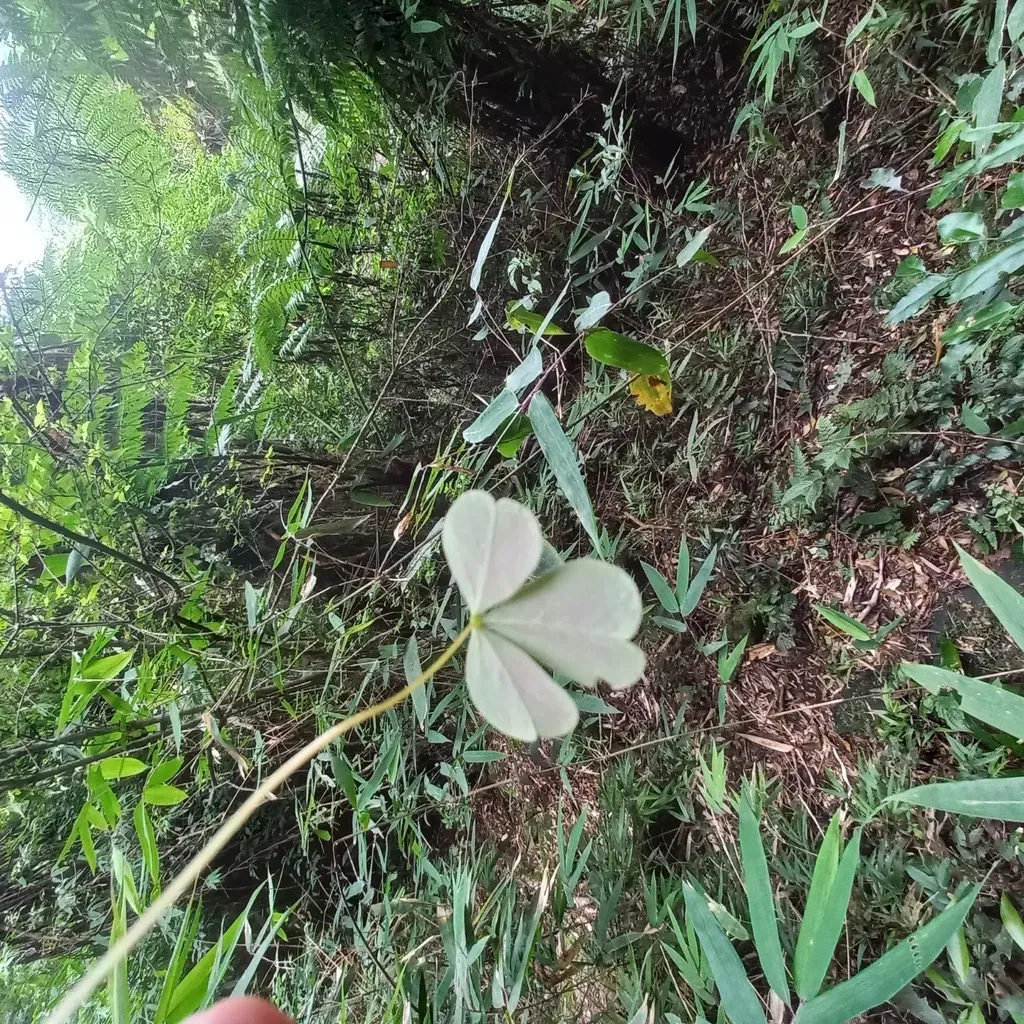 Oxalis Geralensis