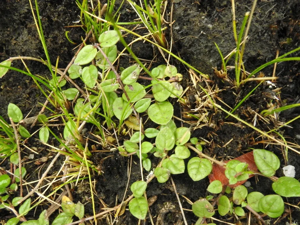 Brachystelma Bruceae