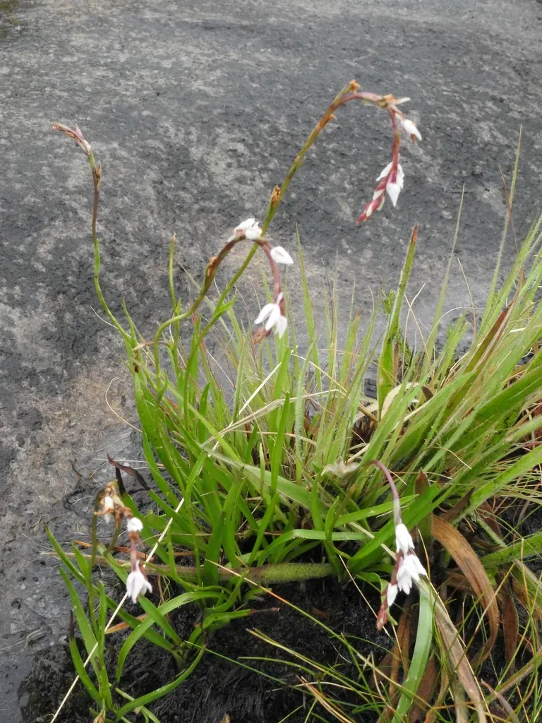 Crimplene Splitlip Orchid