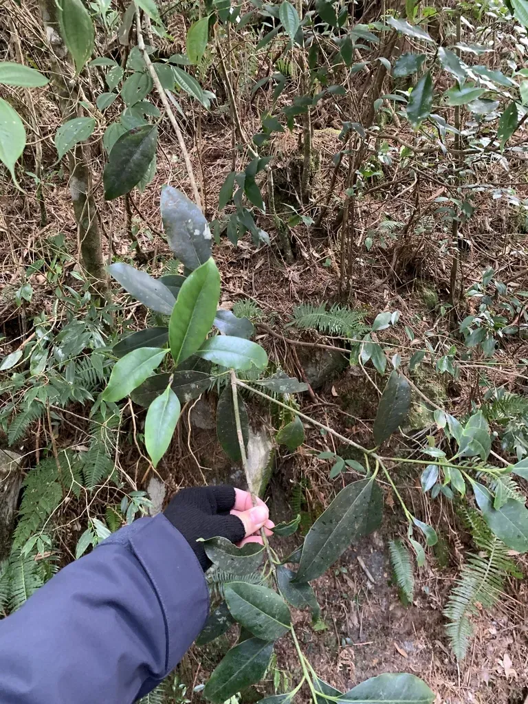 Ilex Tugitakayamensis