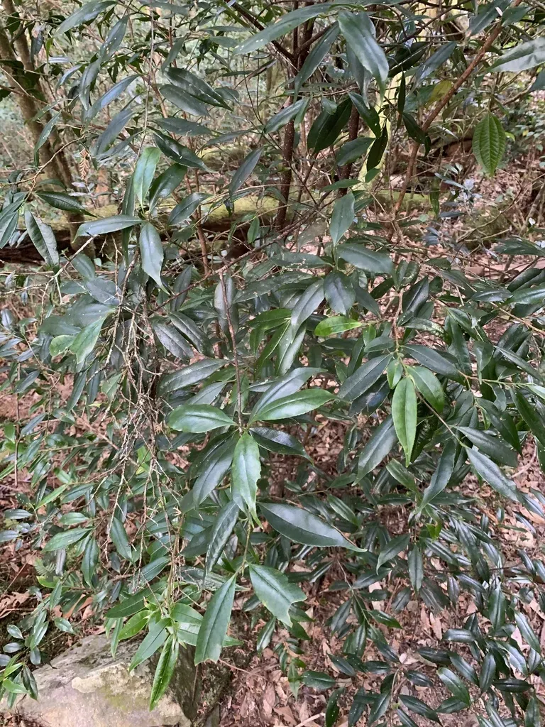 Symplocos Heishanensis