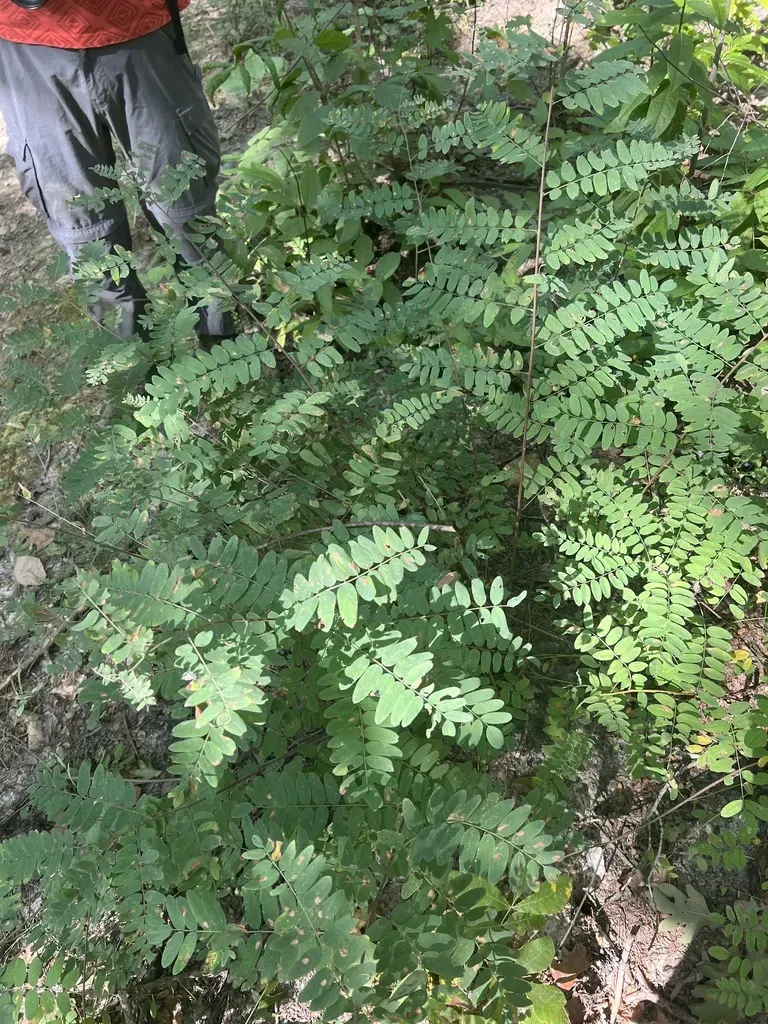 Schwerin's False Indigo