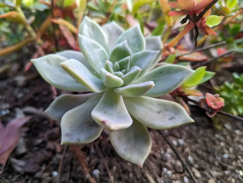 Ghost Plant
