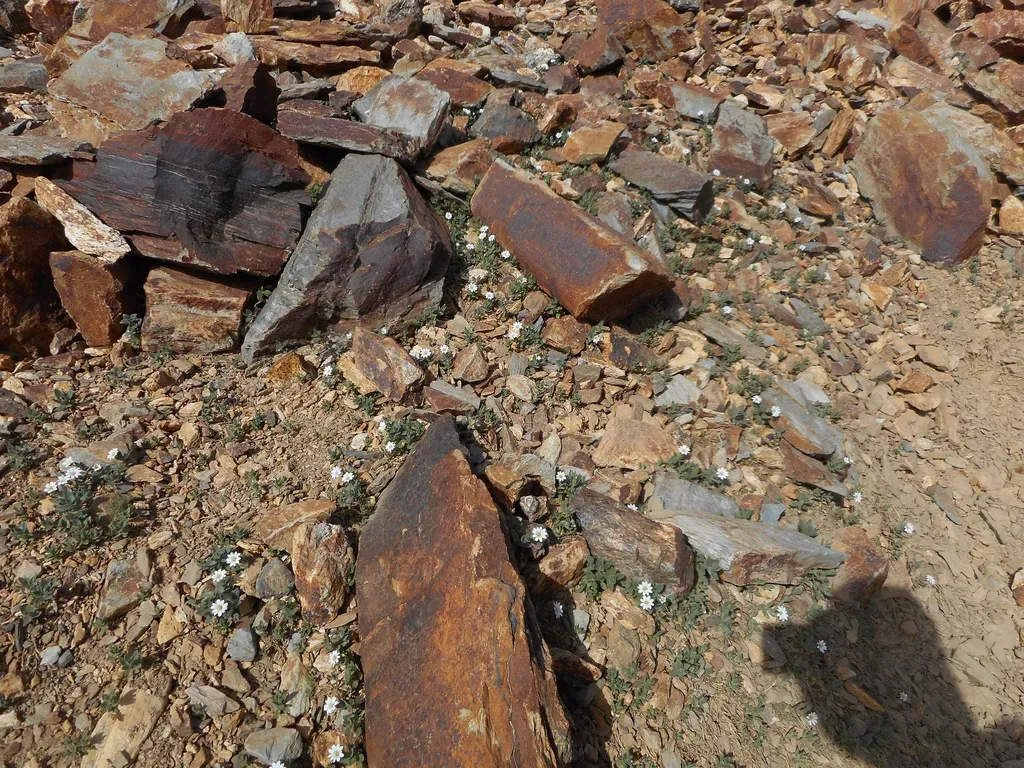 Cerastium Pyrenaicum