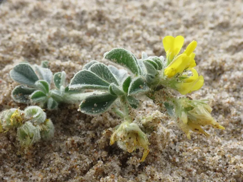 Sea Medick