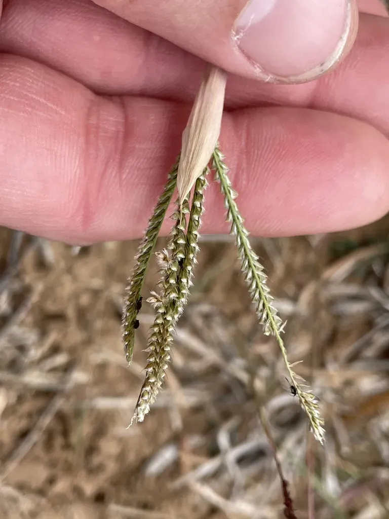 Fringed Windmill Grass