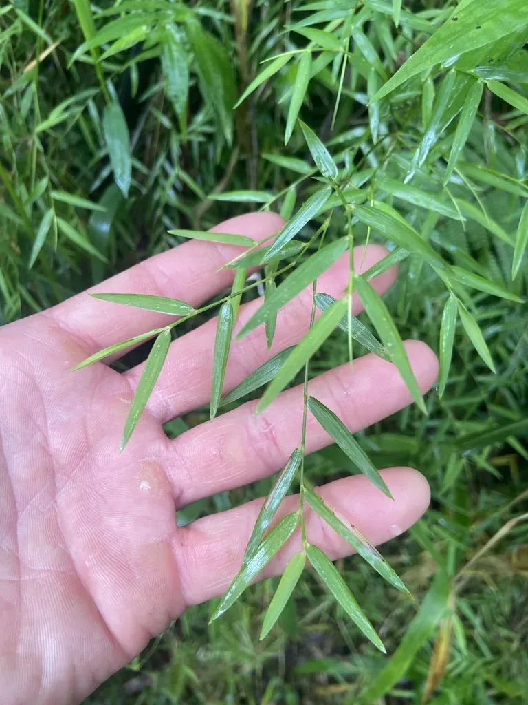 Arthrostylidium Sarmentosum