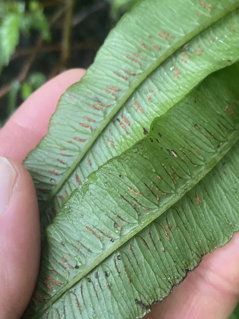 Royal Twinsorus Fern