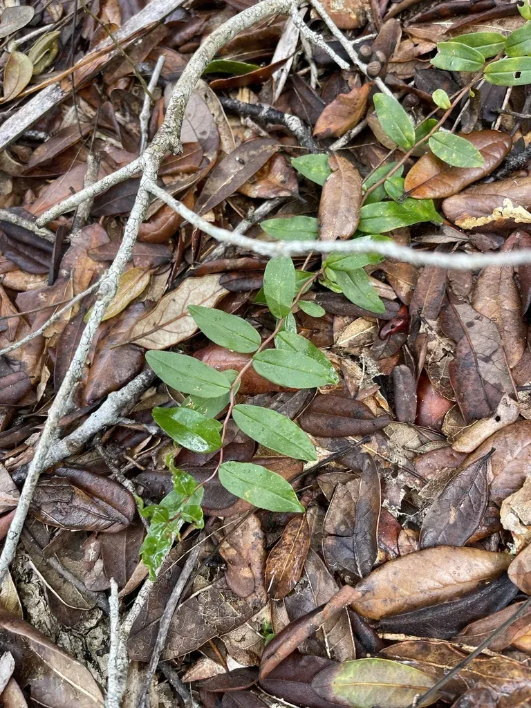 Small-flowered Buckthorn