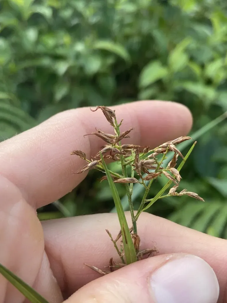 Rhynchospora Jamaicensis