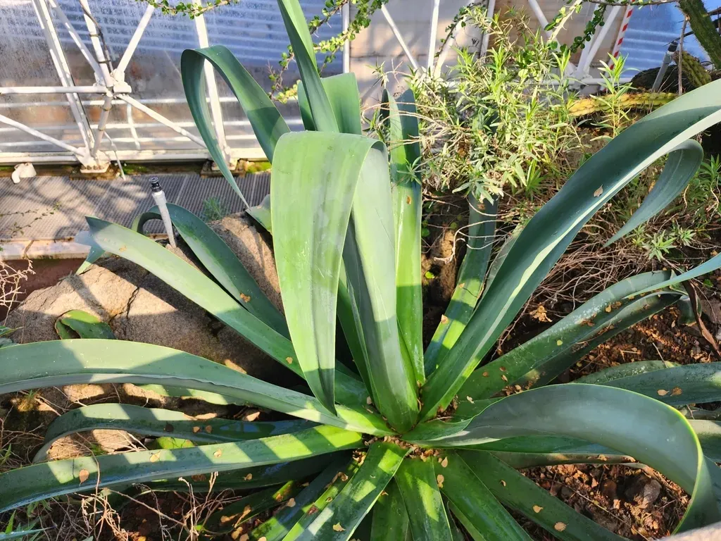 Agave Avellanidens