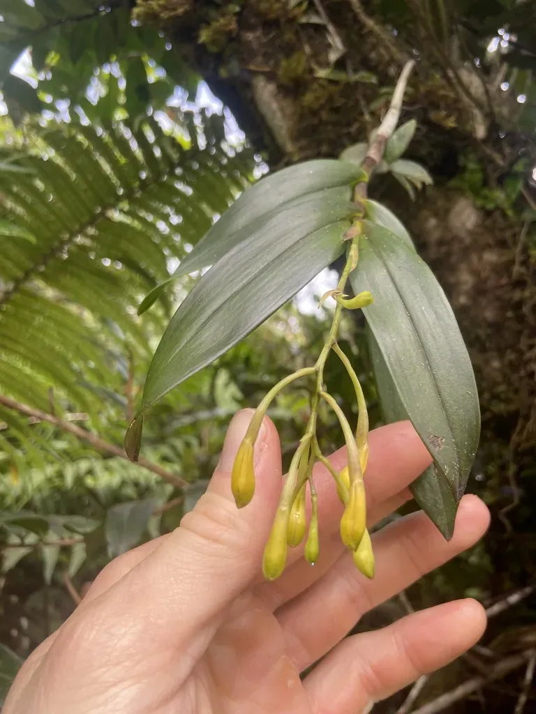 Epidendrum Boricuomutelianum